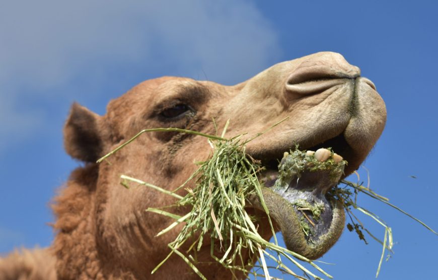 Tour to Camel Market of Birqash